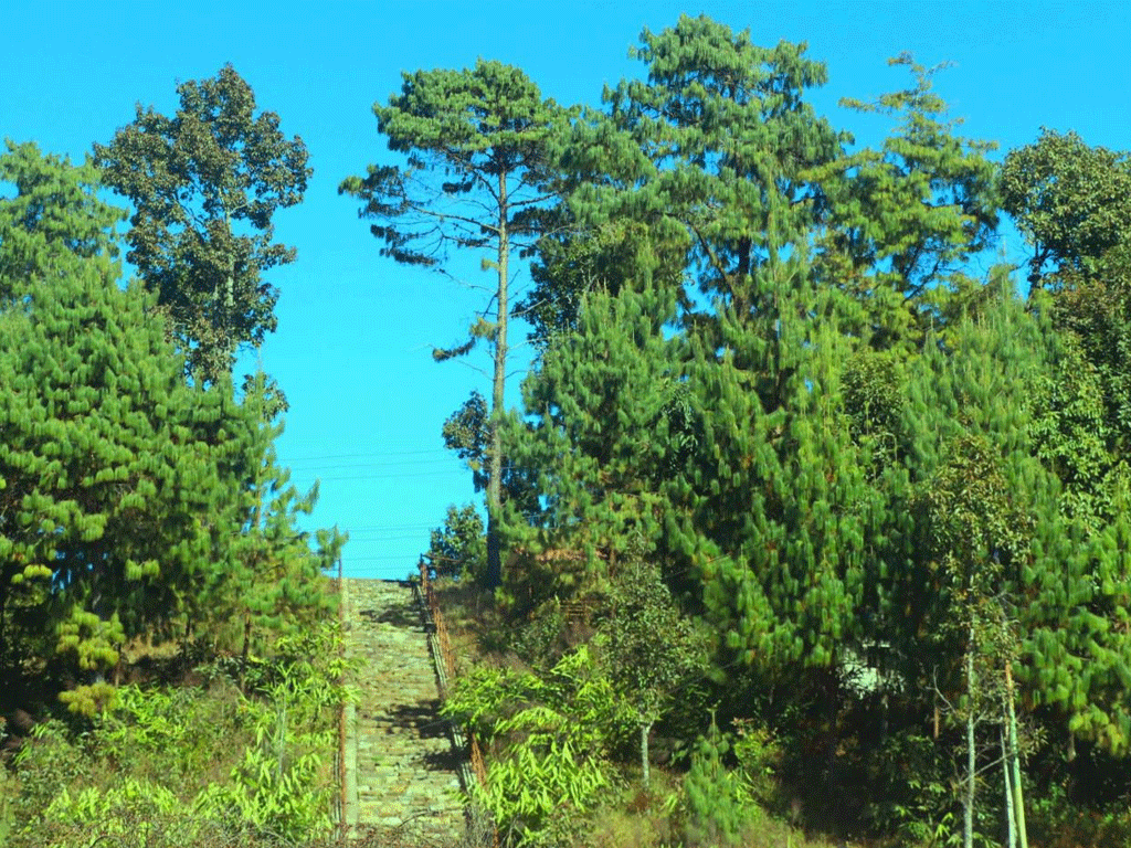 भोजपुरको काफ्ले डाँडालाई पर्यटकीय क्षेत्रका रूपमा विकास गरिँदै