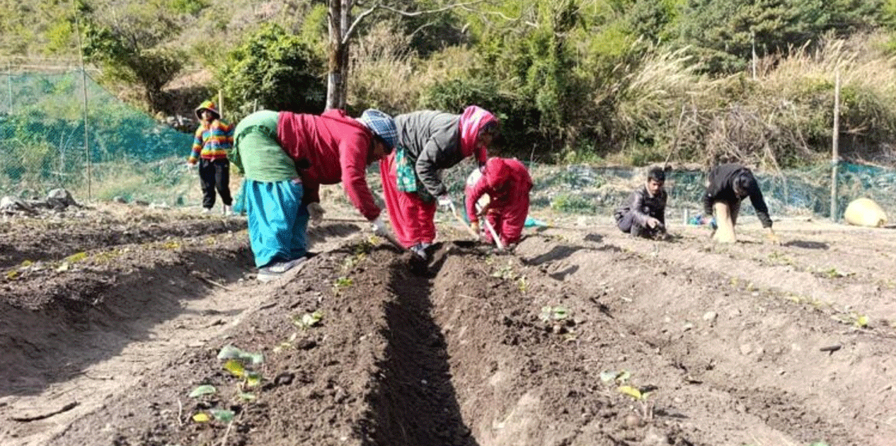 मुस्ताङको बागवानीमा ‘हाईब्रिड’ स्याउका बिरुवा उत्पादन गर्न सुरु