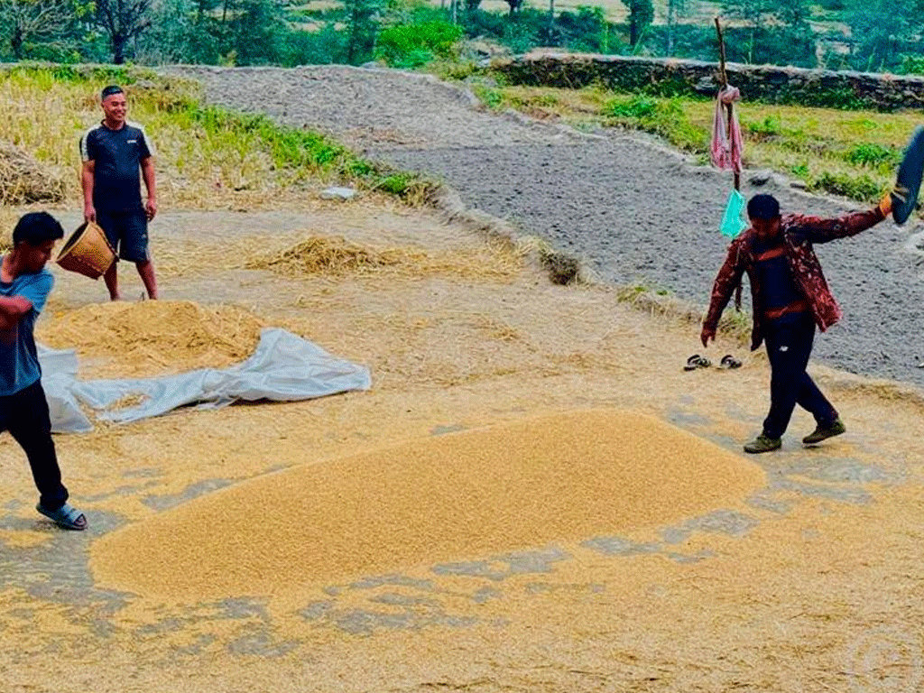 अनियमित मौसमको असर: यस वर्ष धान उत्पादन घट्यो