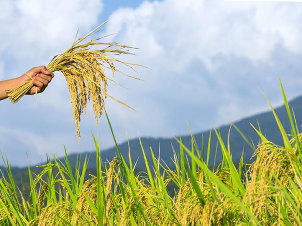 बागमती प्रदेशमा धान उत्पादन वृद्धि