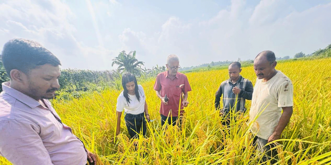 धानको उत्पादन घटेसँगै मूल्यमा पनि गिरावट