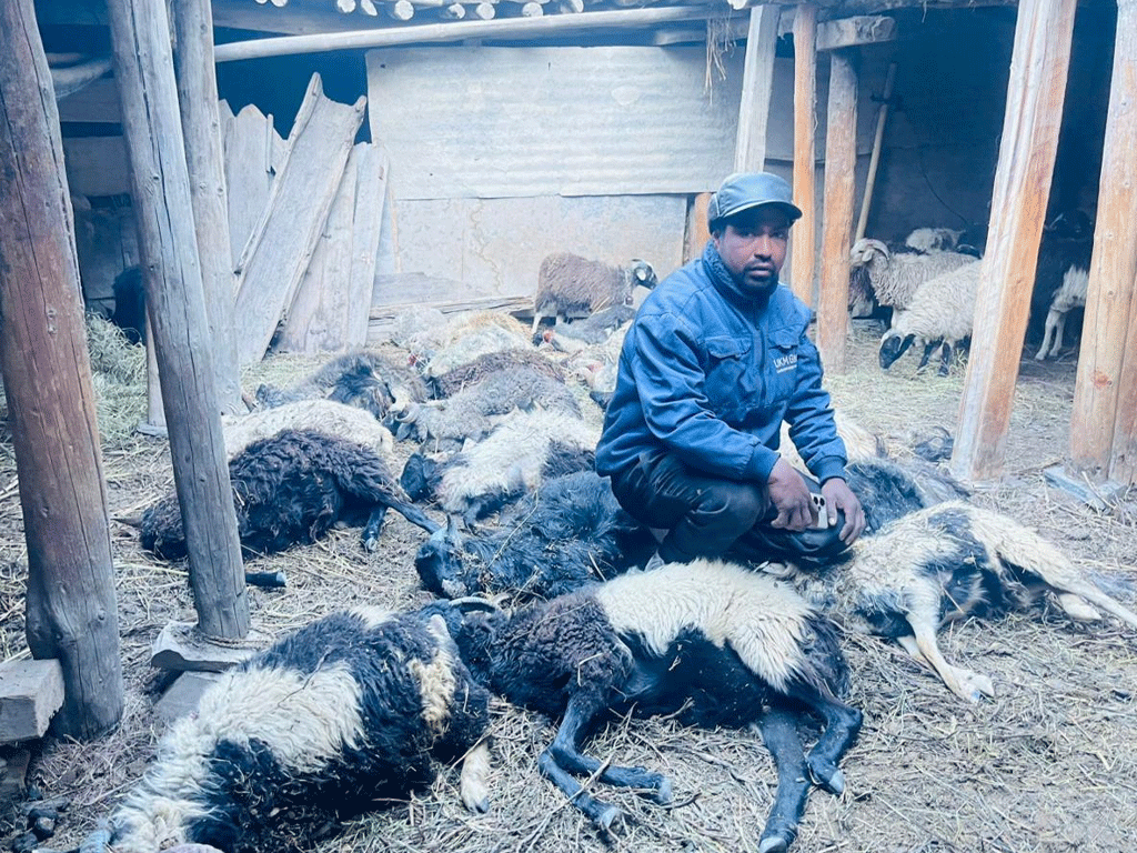 मुस्ताङमा हिउँ चितुवाको आक्रमणबाट १९ भेडा मरे