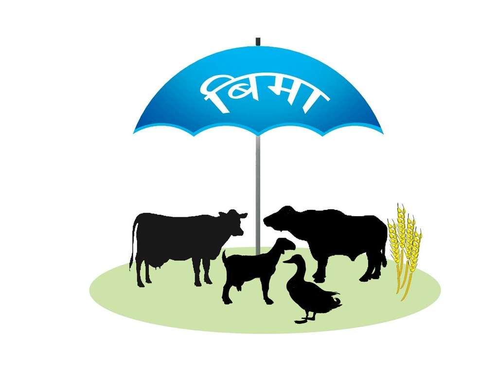 पशु बिक्री गर्दा बीमाका लागि पशुको नामसारी अनिवार्य