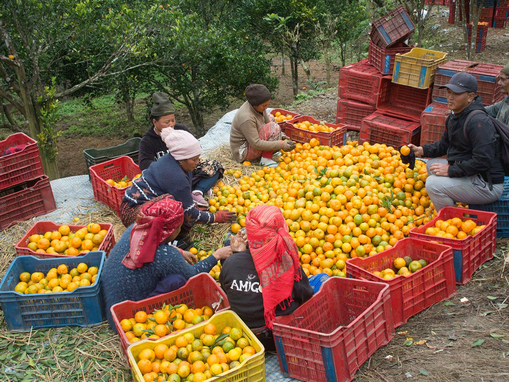 ‘कृषकलाई मौसमले ठग्दो रहेछ’