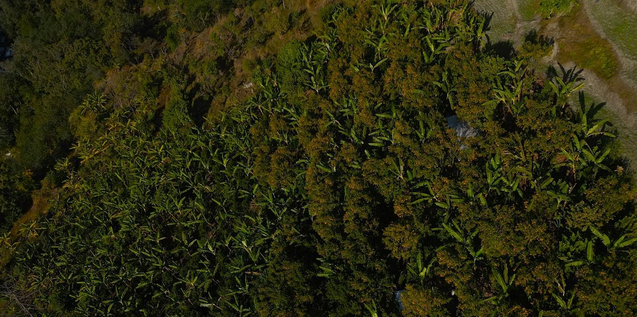 बिलाउनीको झाडी फाडेर सुन्तला बगान