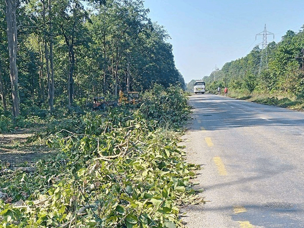 पूर्वपश्चिम राजमार्ग विस्तार गर्न महोत्तरीमा ६ हजार बढी रुख काटिने
