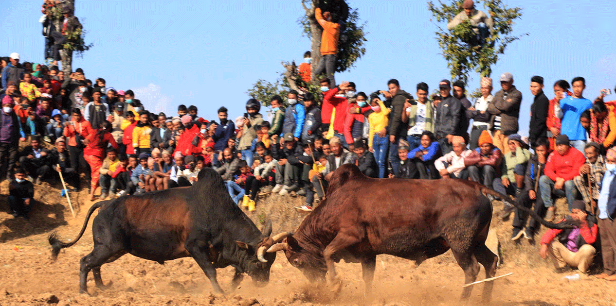 धादिङमा जुधाइयो एक सय हल गोरु