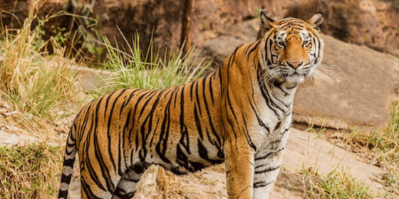 रौतहटमा बाघ गणना जारी