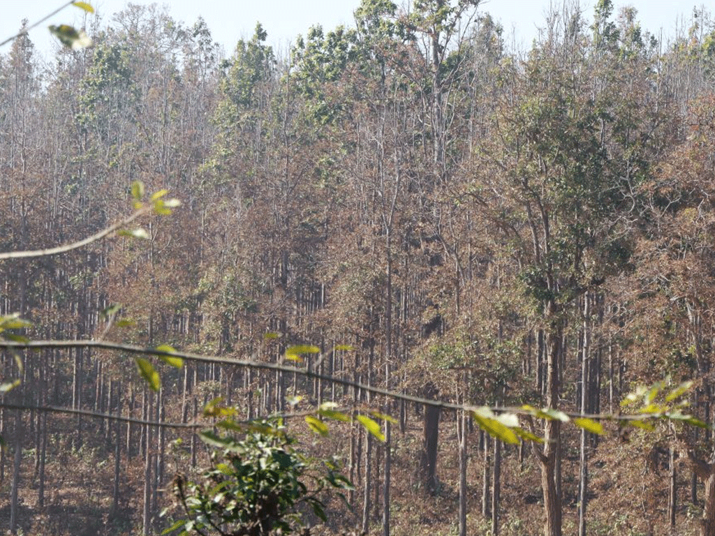 सालको रूखमा महामारी, ‘मथ’पुतलीले पात सखाप