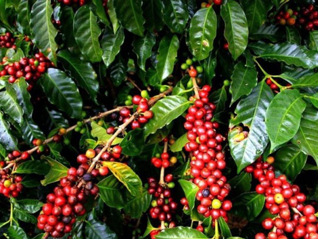 आर्थिक उपार्जनको माध्यम बन्दै कफी खेती