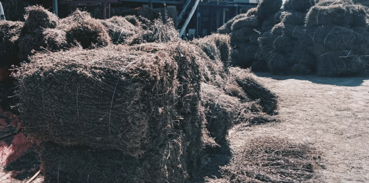 चिराइतोको मूल्यमा गिरावट आउँदा भोजपुरका किसान चिन्तित