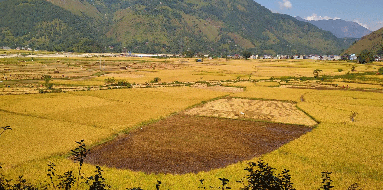 स्याङ्जामा धान उत्पादन बढ्यो