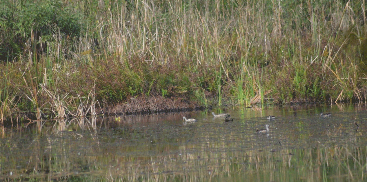 घोडाघोडीमा हरिहाँसको संख्या बढ्यो, जलपन्छीको घट्यो