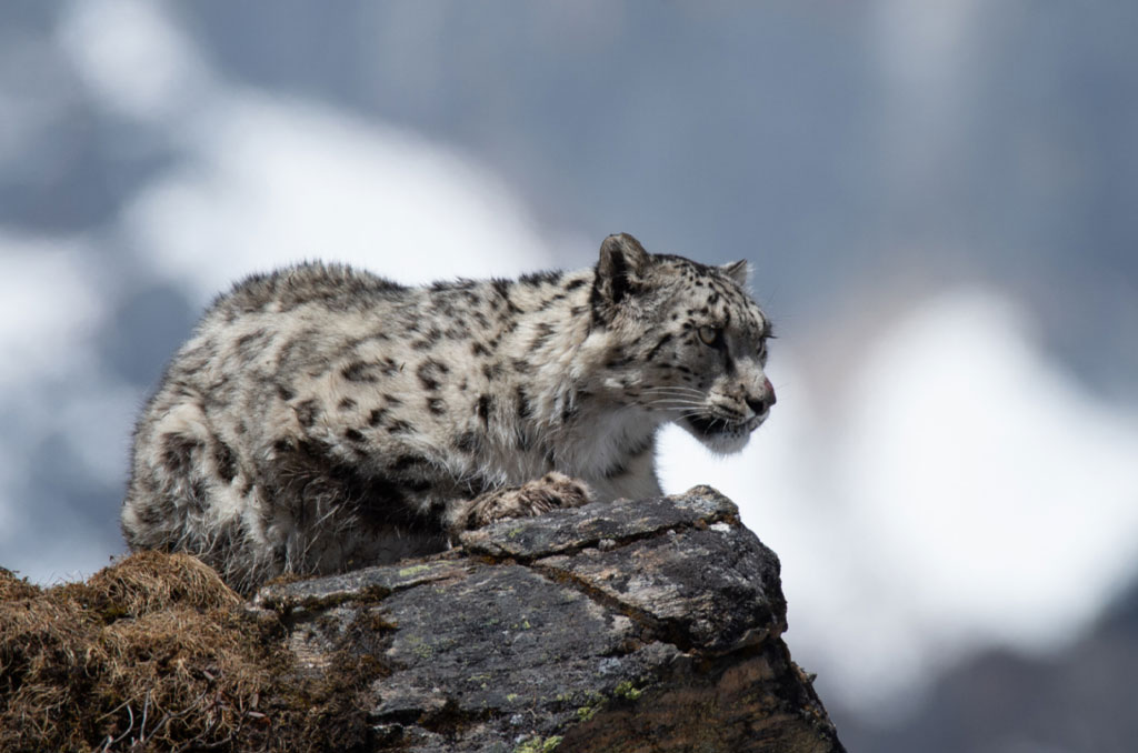 मुस्ताङ र मनाङमा एकैसाथ हिउँचितुवाको सर्वेक्षण