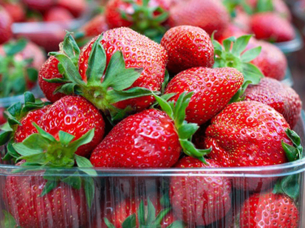 स्ट्रबेरी बिक्री गरेर एक वर्षमा २१ लाख आम्दानी