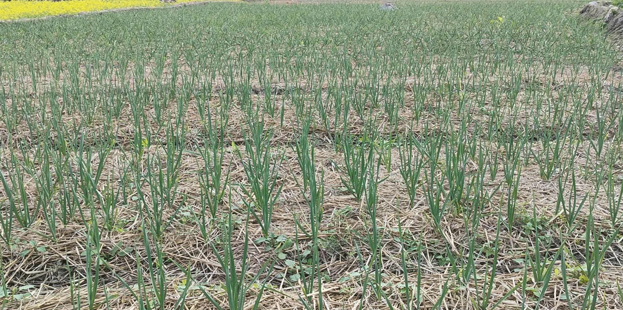 रुपामा एक लाख ७५ हजार किलो लसुन र प्याज उत्पादन गर्ने लक्ष्य