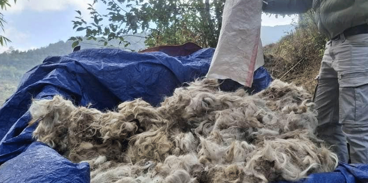 परम्परागत सीपको संरक्षण गर्न टेम्केमैयुङमा राडीपाखी बुन्ने तालिम