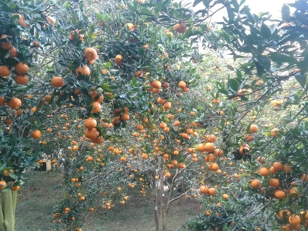 दश करोड बढीमा बिक्री भए भीरकोटका सुन्तला