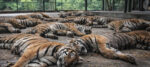 थाइल्यान्डको एक पार्कमा घातक भाइरस सङ्क्रमण, दर्जनौँ बाघ मरे