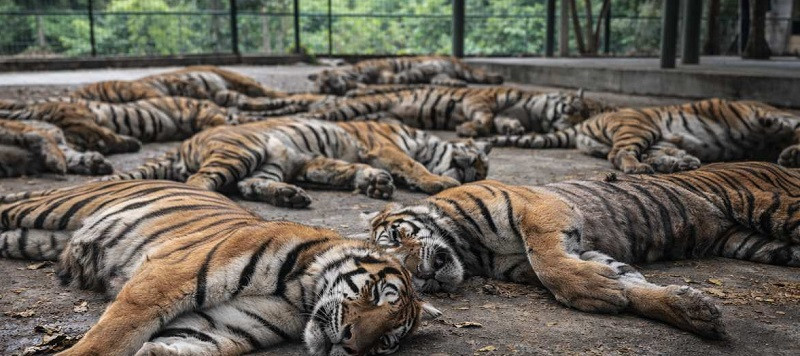 थाइल्यान्डको एक पार्कमा घातक भाइरस सङ्क्रमण, दर्जनौँ बाघ मरे