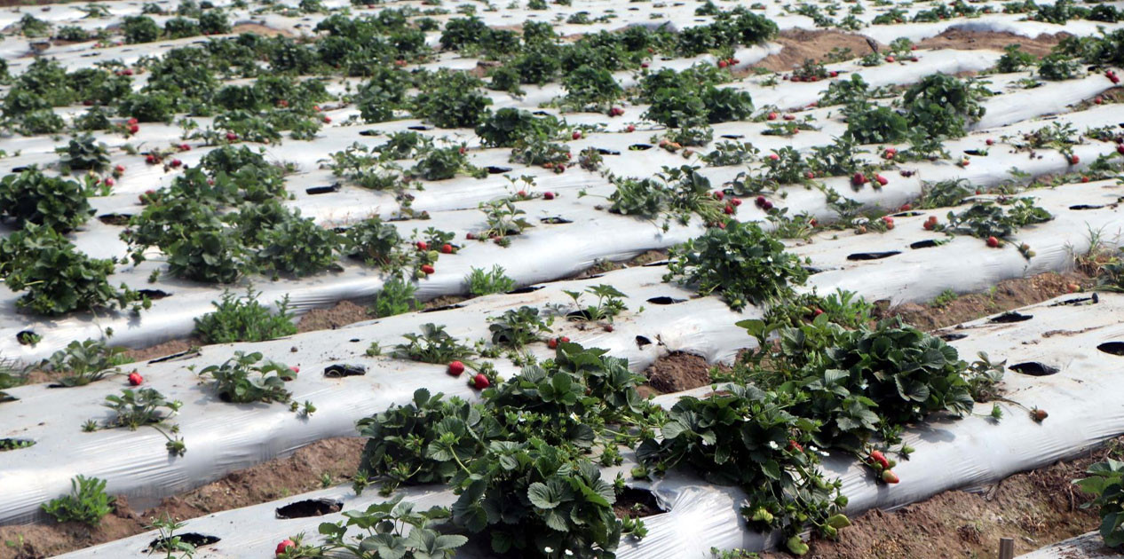 स्ट्रबेरीखेतीले बढायो एग्रो-टुरिजमको आकर्षण