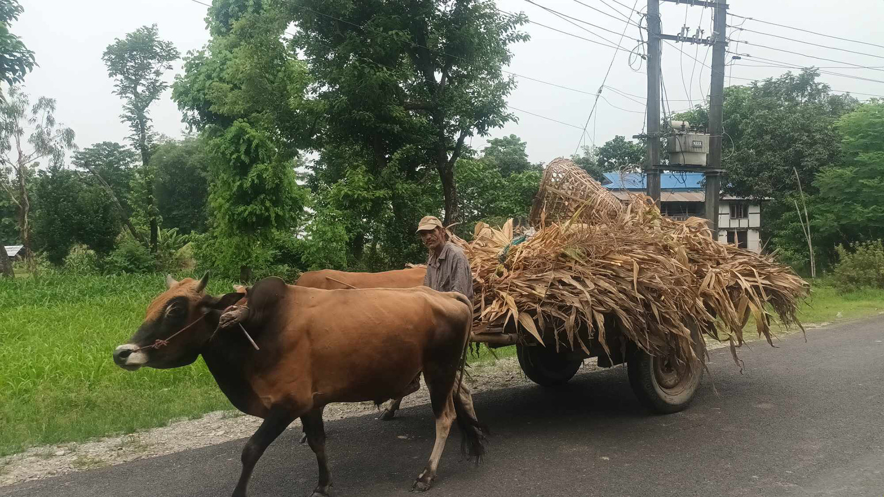 तराईका ग्रामीण भेगमा देखिन छाडे गोरुगाडा