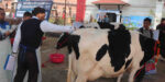 राष्ट्रिय गाई प्रदर्शनीमा कामना कृषि फर्मको गाई सर्वोत्कृष्ट