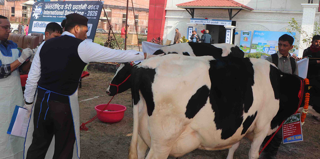 राष्ट्रिय गाई प्रदर्शनीमा कामना कृषि फर्मको गाई सर्वोत्कृष्ट