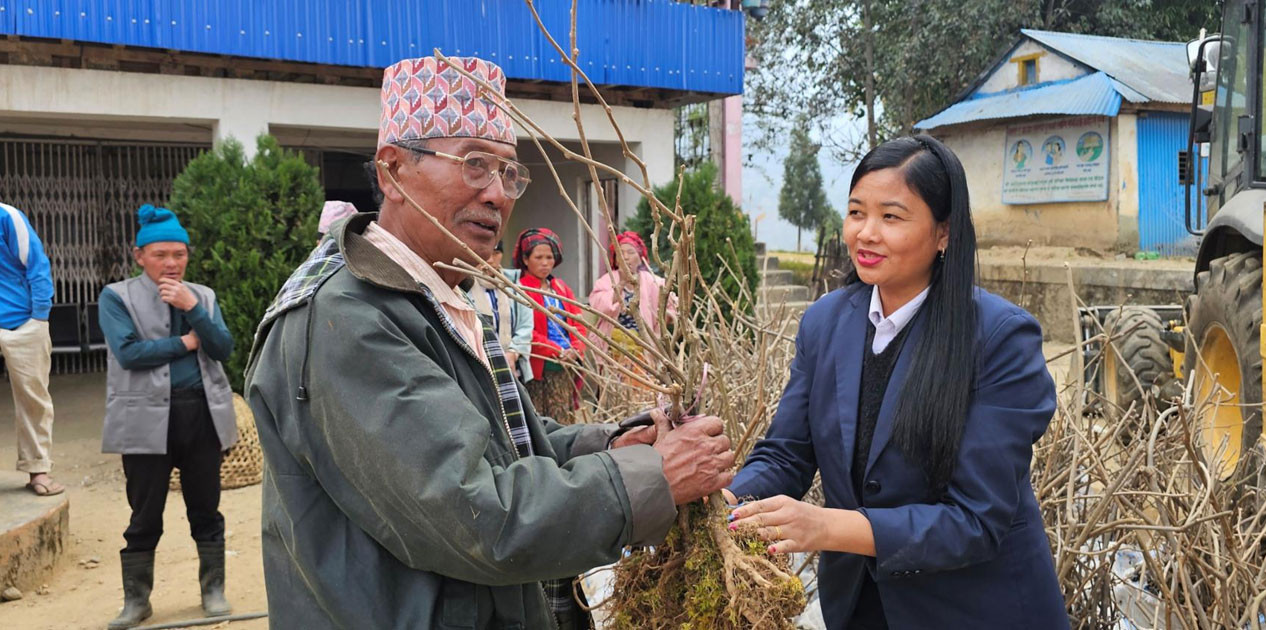 मैवाखोलाद्वारा किबीका बिरुवा वितरण