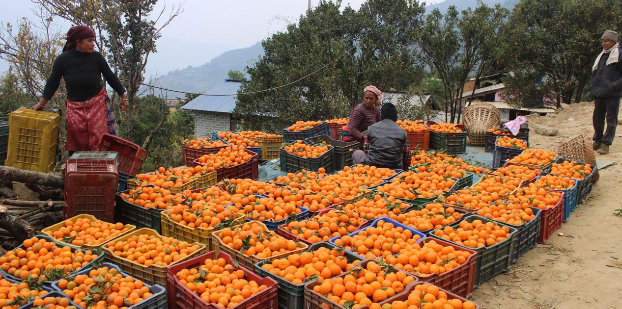 सिगाना बन्यो ‘सुन्तला गाउँ’, भित्रियो चार करोड