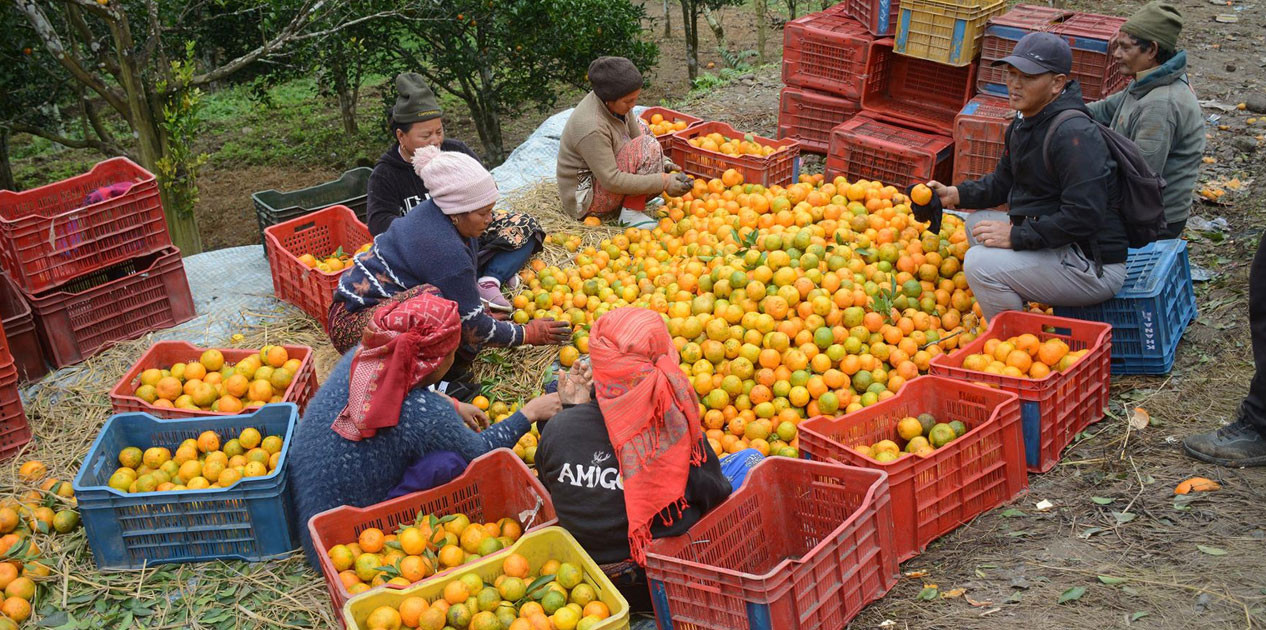 सुन्तला बेचेर तनहुँका कृषकले भित्र्याए करोडौँ