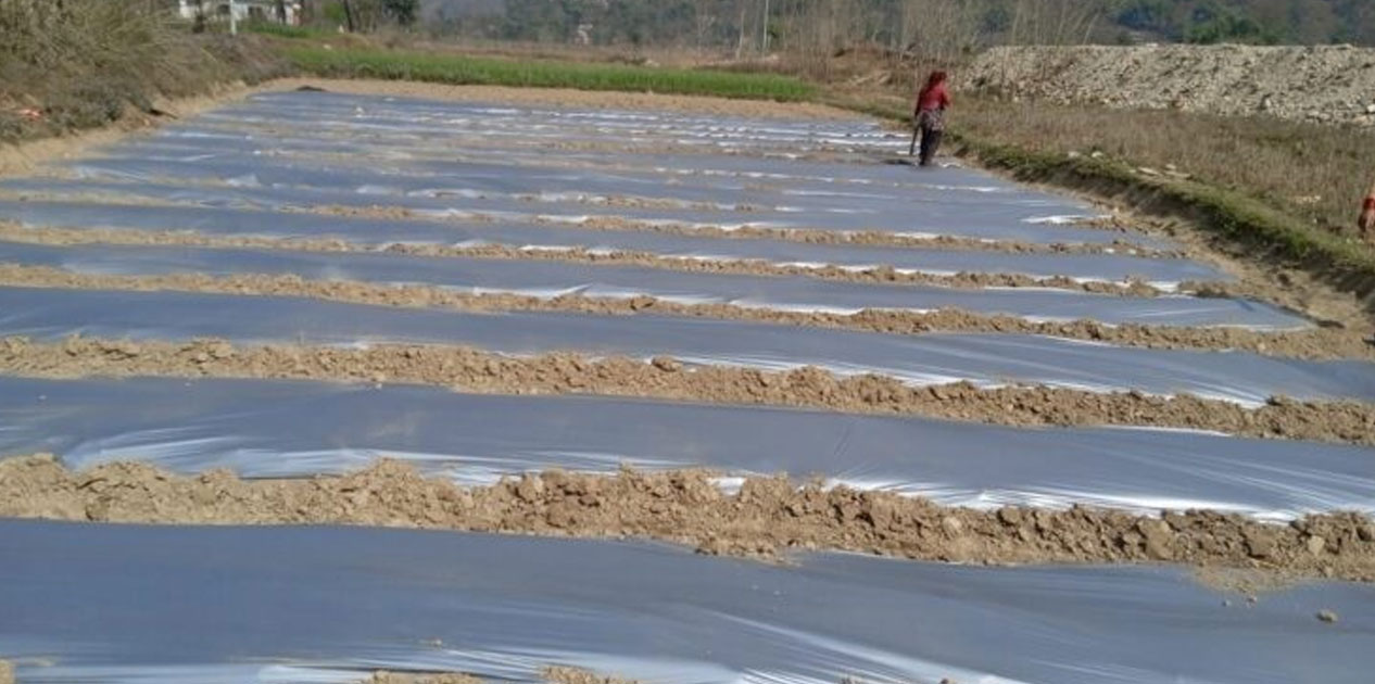 आँधीखोला किनार क्षेत्रमा तर्बुजाखेती सुरु