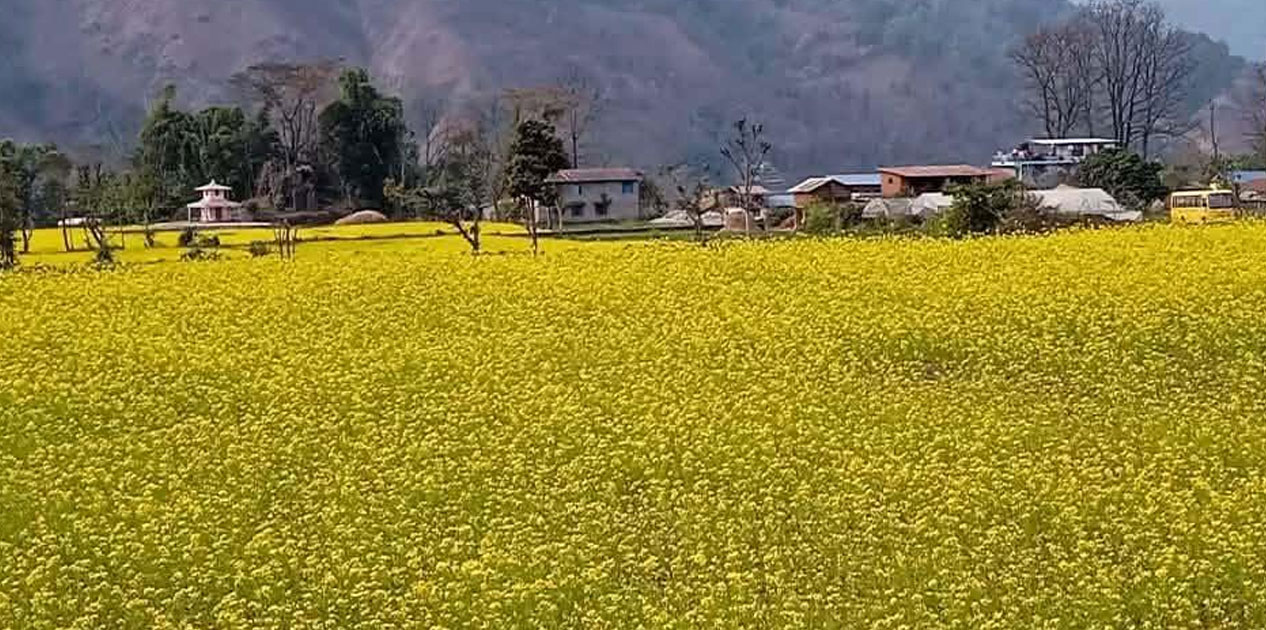 नवलपरासी पूर्वमा ३ हजार ७४६ हेक्टर क्षेत्रमा तोरी खेती