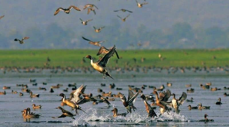 जाडो छल्न आएका चरा फर्किन थाले