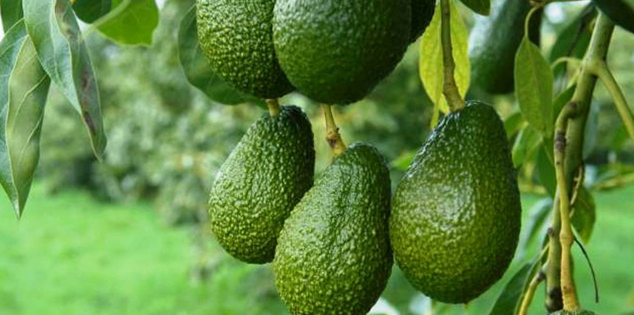 एभोकाडोमा खटिराजन्य रोगको समस्या