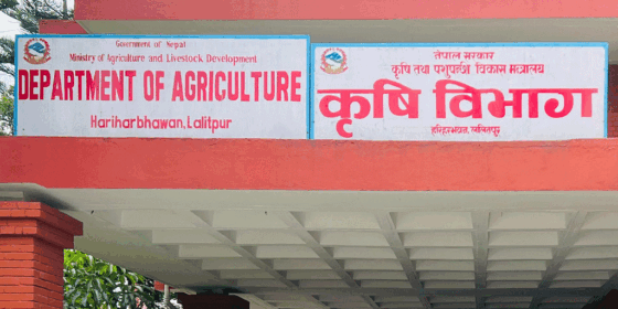 चैते धानको समर्थन मूल्य सिफारिस