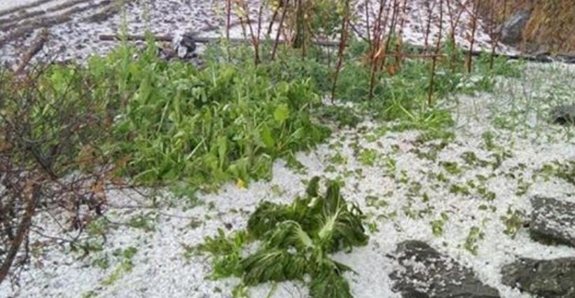 असिनाले फलफूल र तरकारी बालीमा क्षति