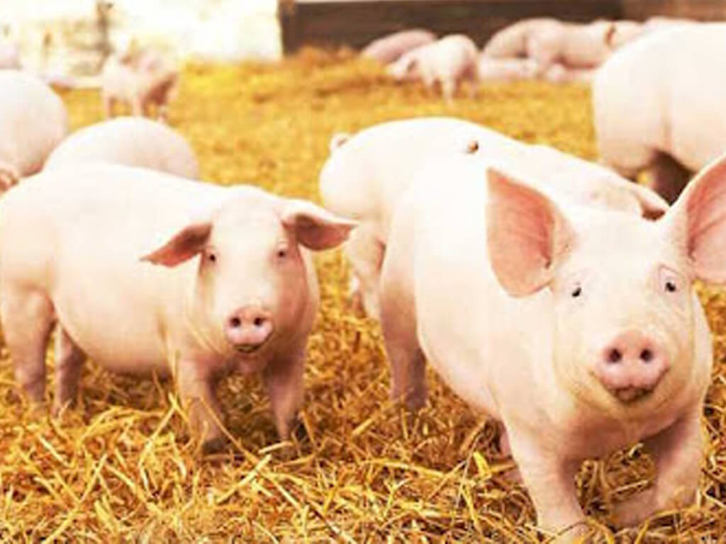 रौतहटमा ‘स्वाइन फिभर’ लागेर बंगुर मर्न थाले