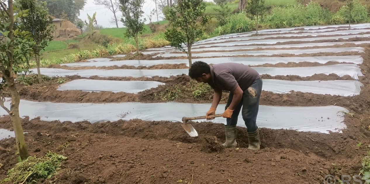 अकबरे खुर्सानी रोप्नमा व्यस्त भोजपुरका किसान