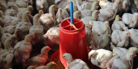 बर्ड फ्लूको जोखिम देखिएपछि भारतीय सीमामा उच्च सर्तकता