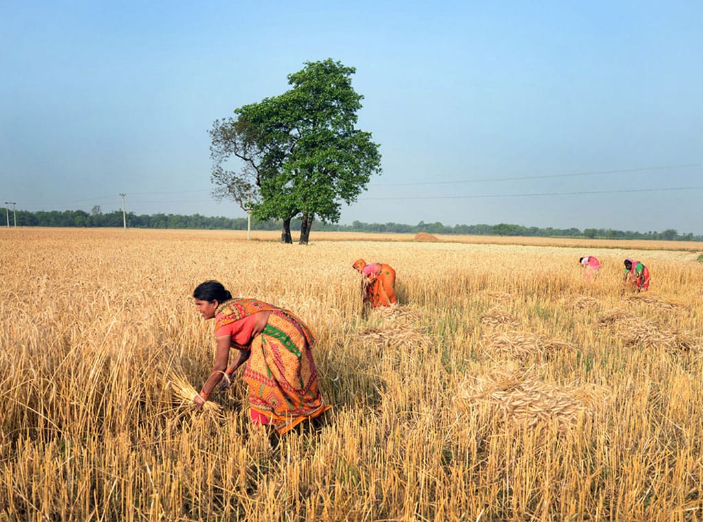 मौसम बदलीले अन्नबाली नष्ट हुन थालेपछि किसान चिन्तित