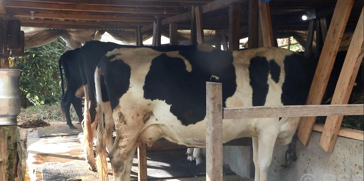 पौवादुङमाका किसान उद्यममा जोडिदै