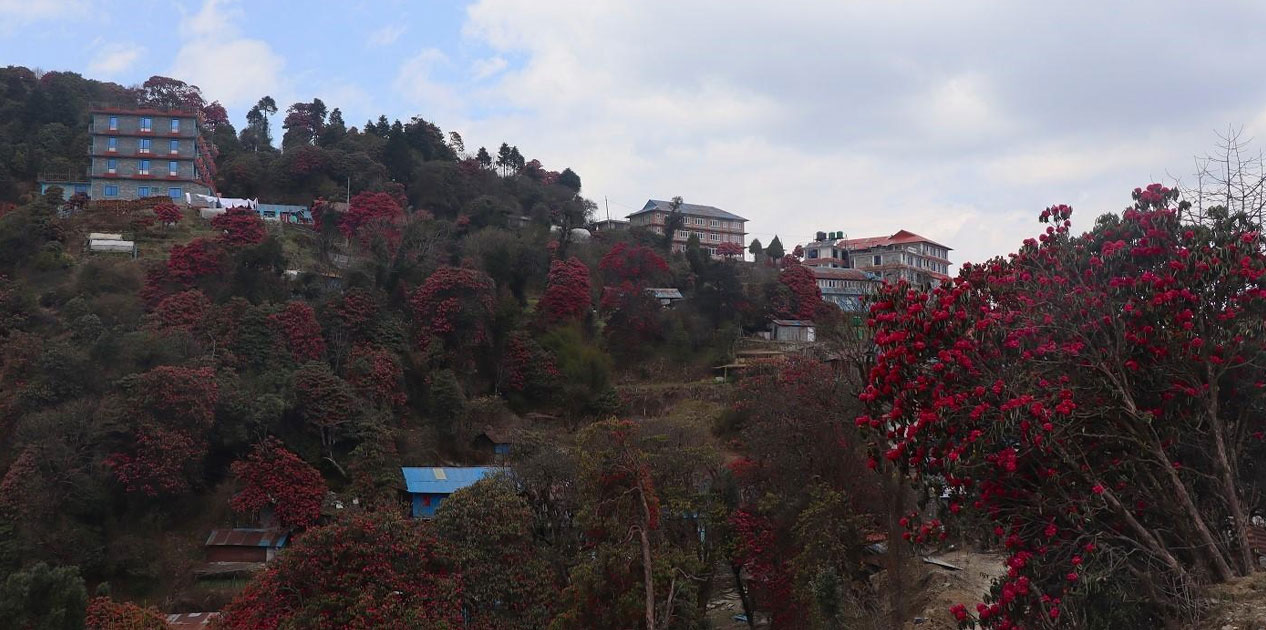 गुराँसले रंगिएको घोडेपानी पर्यटकको पर्खाइमा