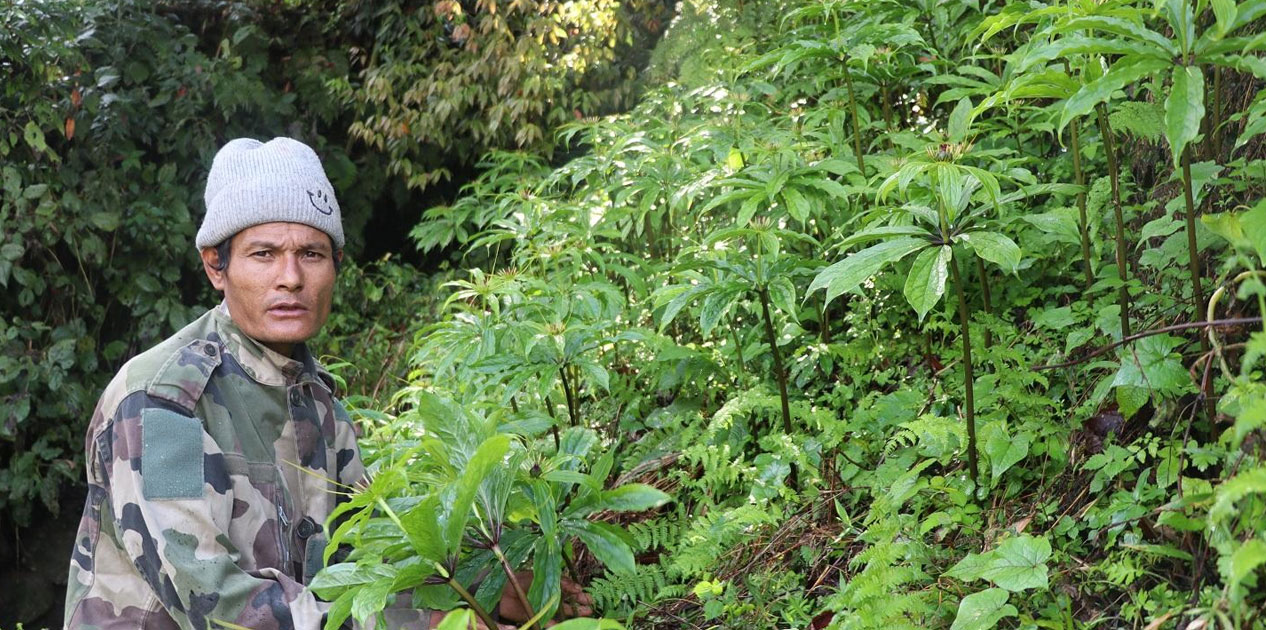 धवलागिरिको माकुसका किसान व्यावसायिक जडीबुटीखेतीमा आकर्षित