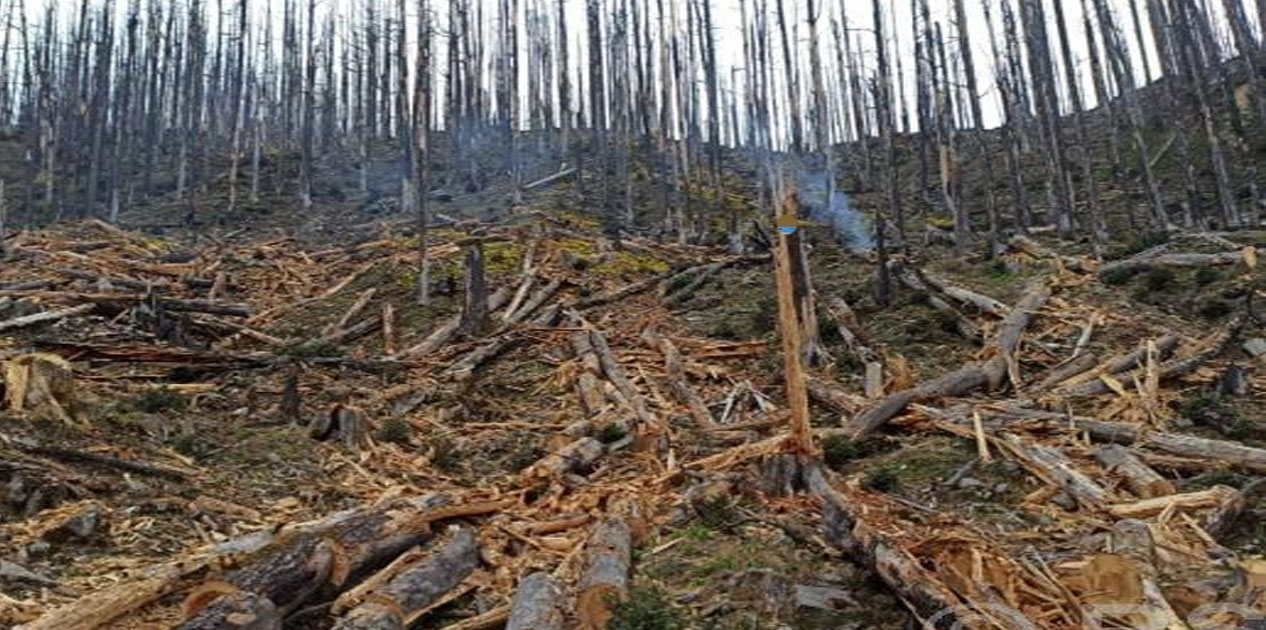 गतलाङ क्षेत्रमा ‘ड्रोन’बाट वनस्पतिका बीउ छरिदै