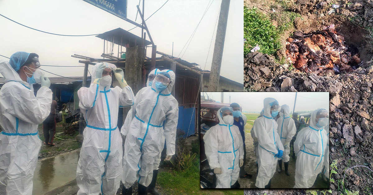 मोरङ, सुनसरी र झापामा बर्डफ्लु: ६० हजार कुखुरा र ५० हजार अण्डा नष्ट