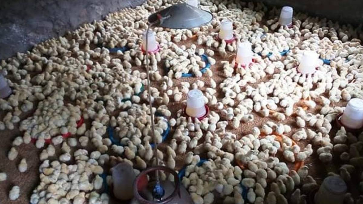 कुखुरा पालनबाट नेपालको अर्थतन्त्रमा ६० अर्बभन्दा बढी योगदान