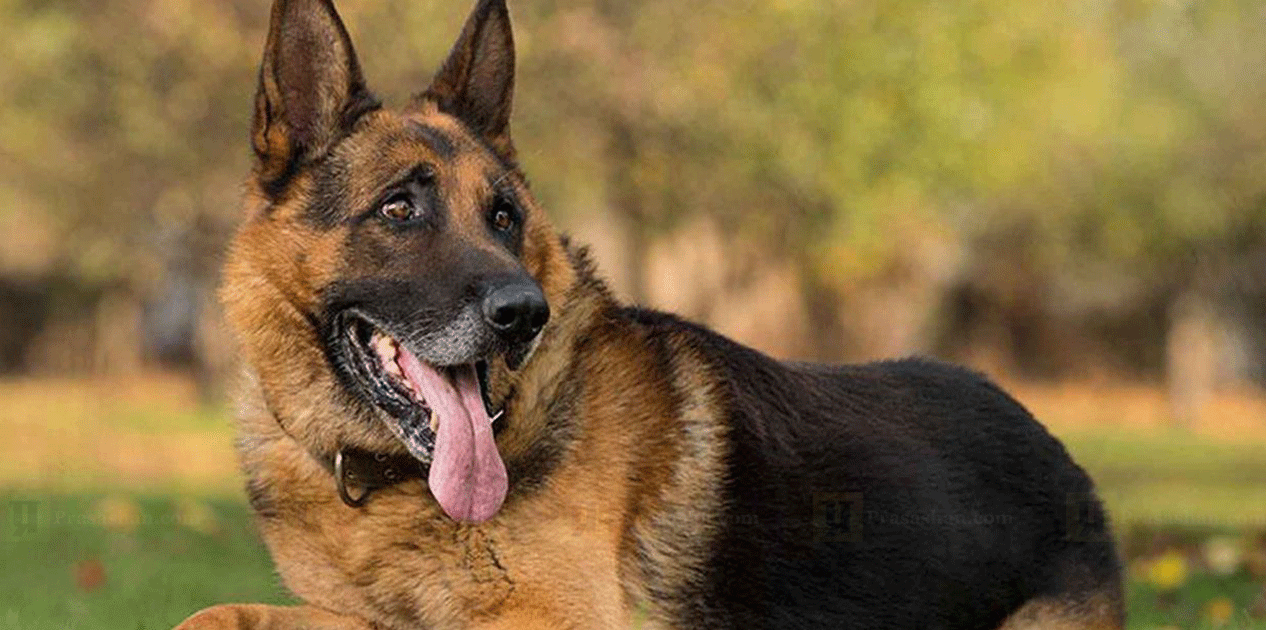 चितवन राष्ट्रिय निकुञ्जमा सुरक्षार्थ तालिमप्राप्त कुकुर परिचालन