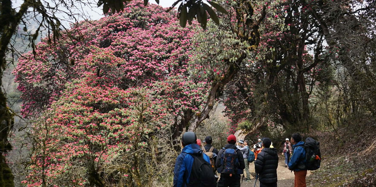 गुराँस हेर्न पर्यटक घोडेपानीमा