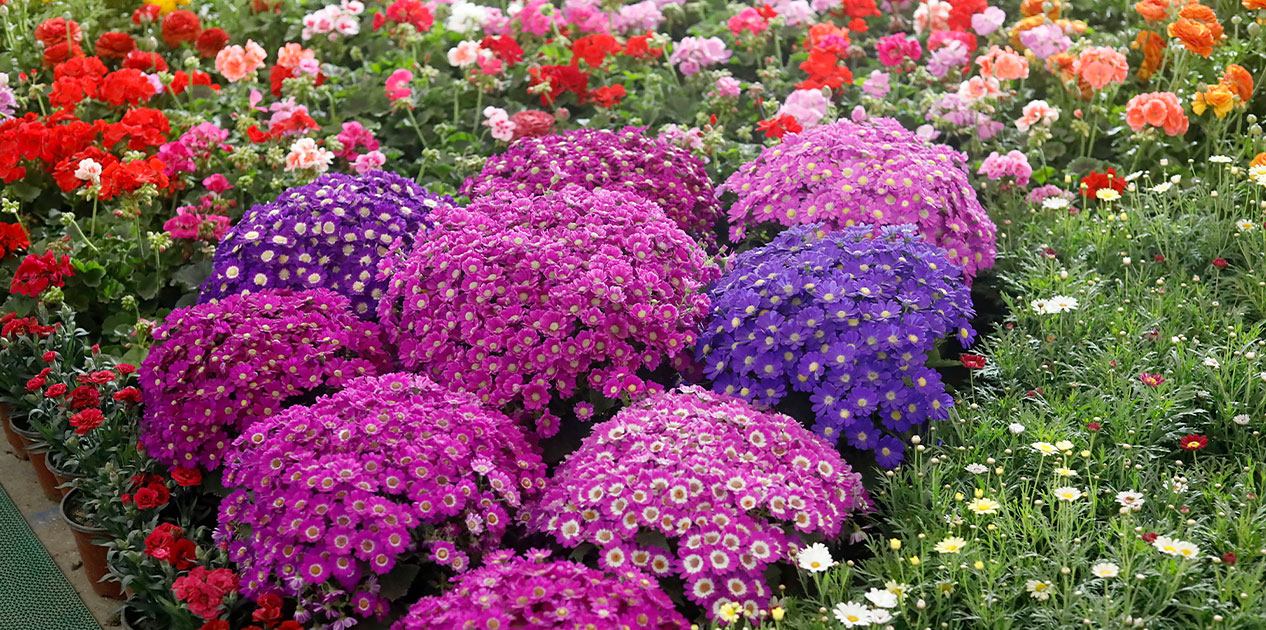 आजदेखि भृकुटीमण्डपमा सुरु भएको २७औँ फ्लोरा एक्स्पो